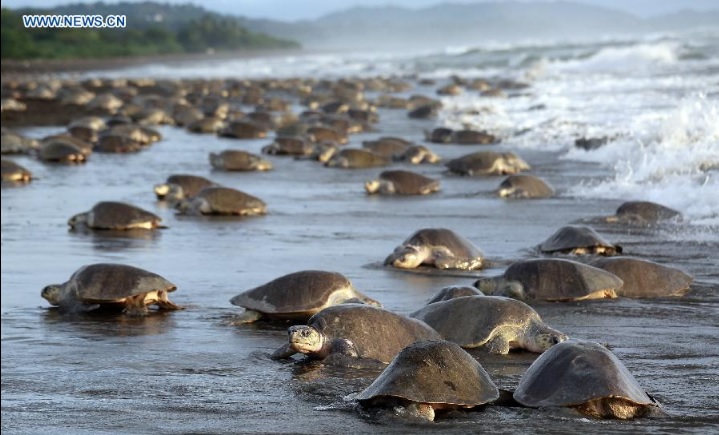 The Sea Turtles Are Arriving in Ostional